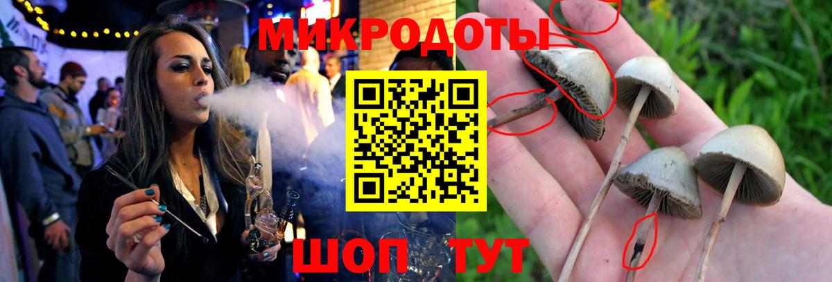 Псилоцибиновые грибы Cubensis Касимов